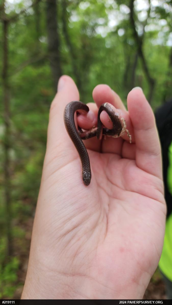 Eastern Wormsnake