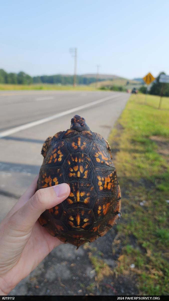 Eastern Box Turtle