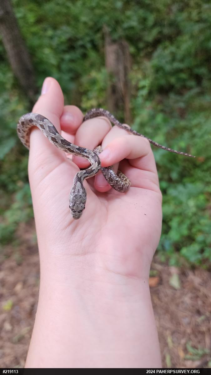 Eastern Ratsnake