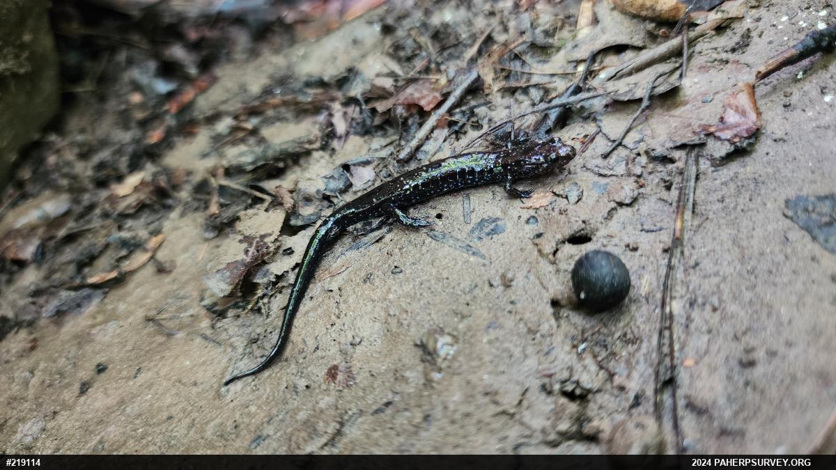 Allegheny Mountain Dusky Salamander