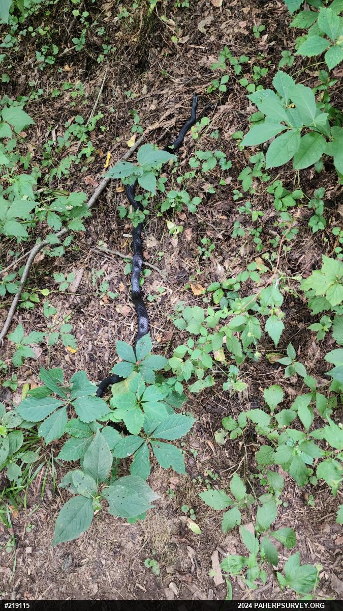 Eastern Ratsnake