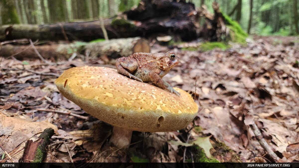 Eastern American Toad