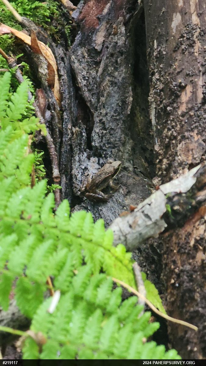 Wood Frog