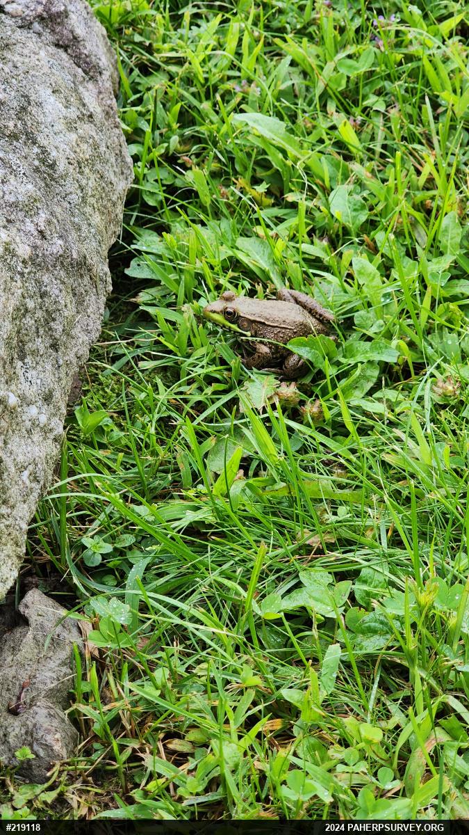 Green Frog