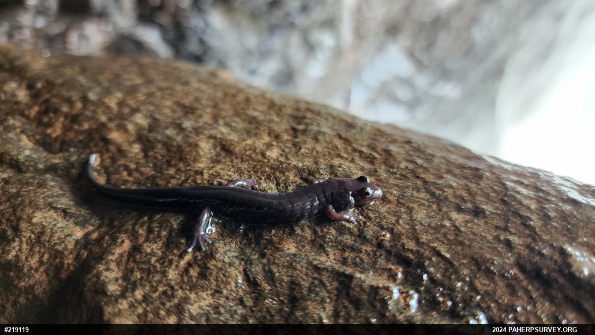 Northern Dusky Salamander