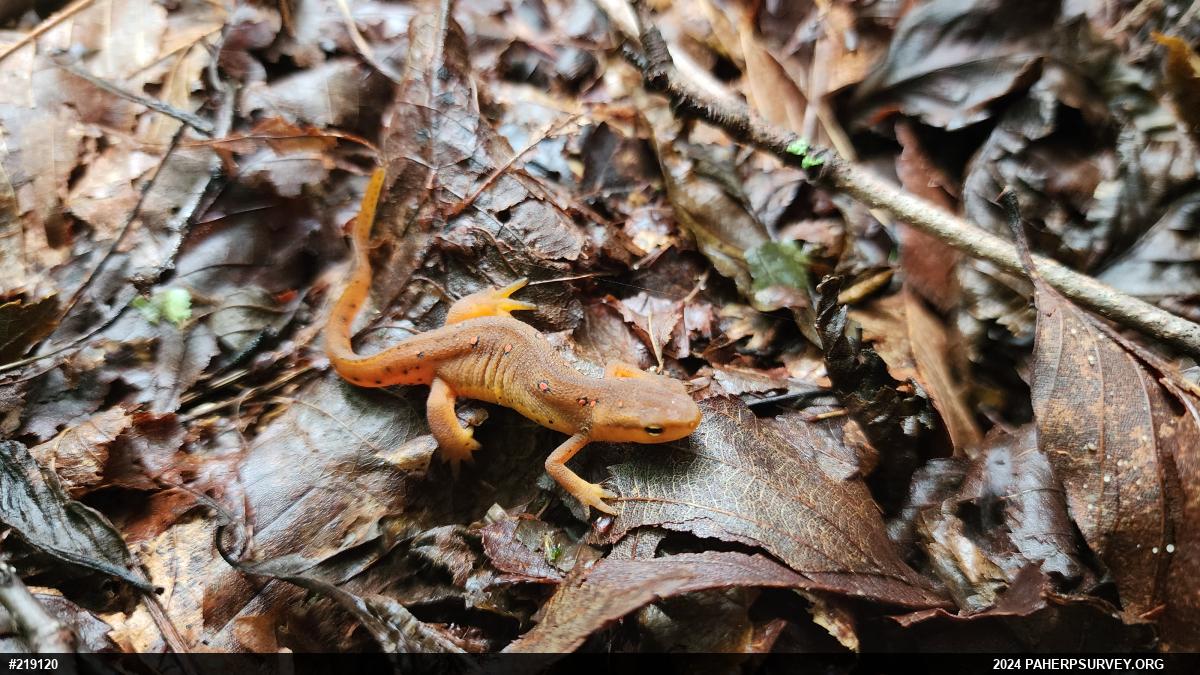 Red-spotted Newt