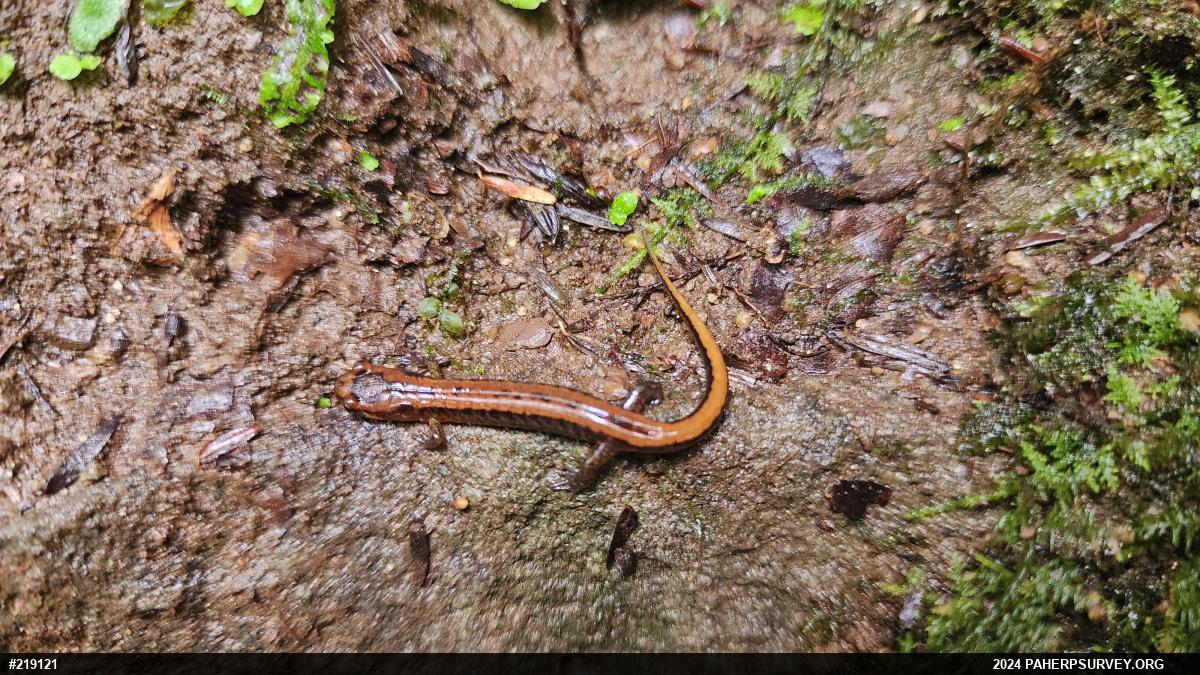 Allegheny Mountain Dusky Salamander