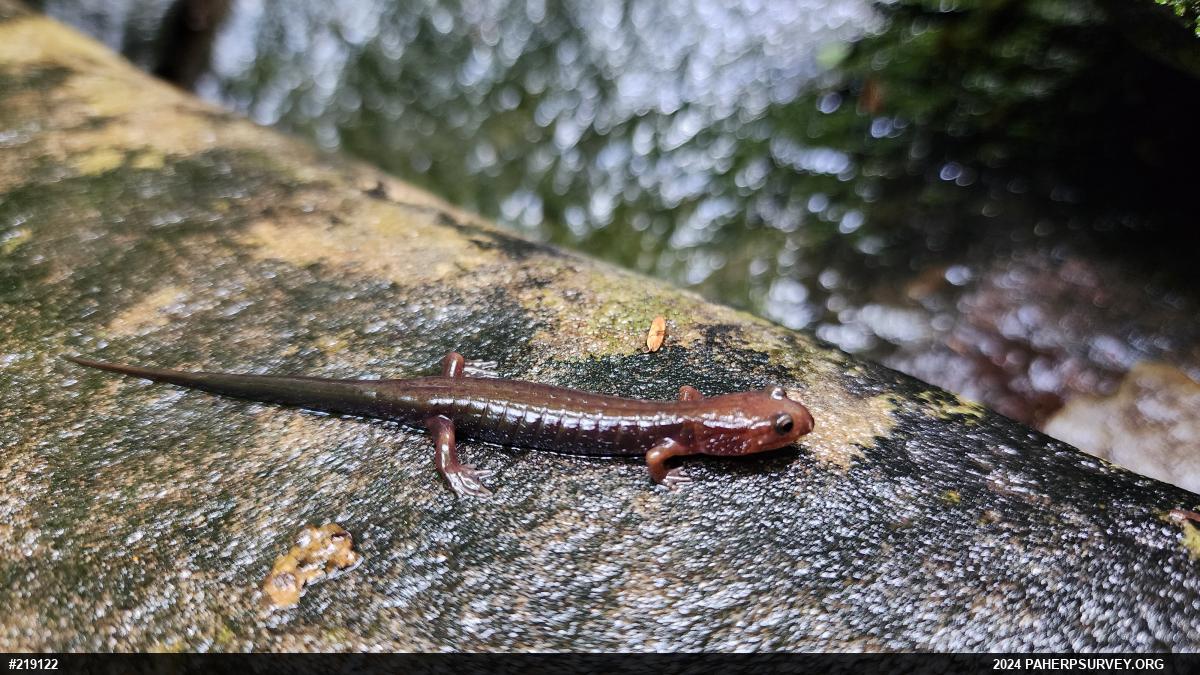 Allegheny Mountain Dusky Salamander