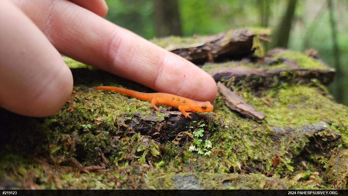 Red-spotted Newt