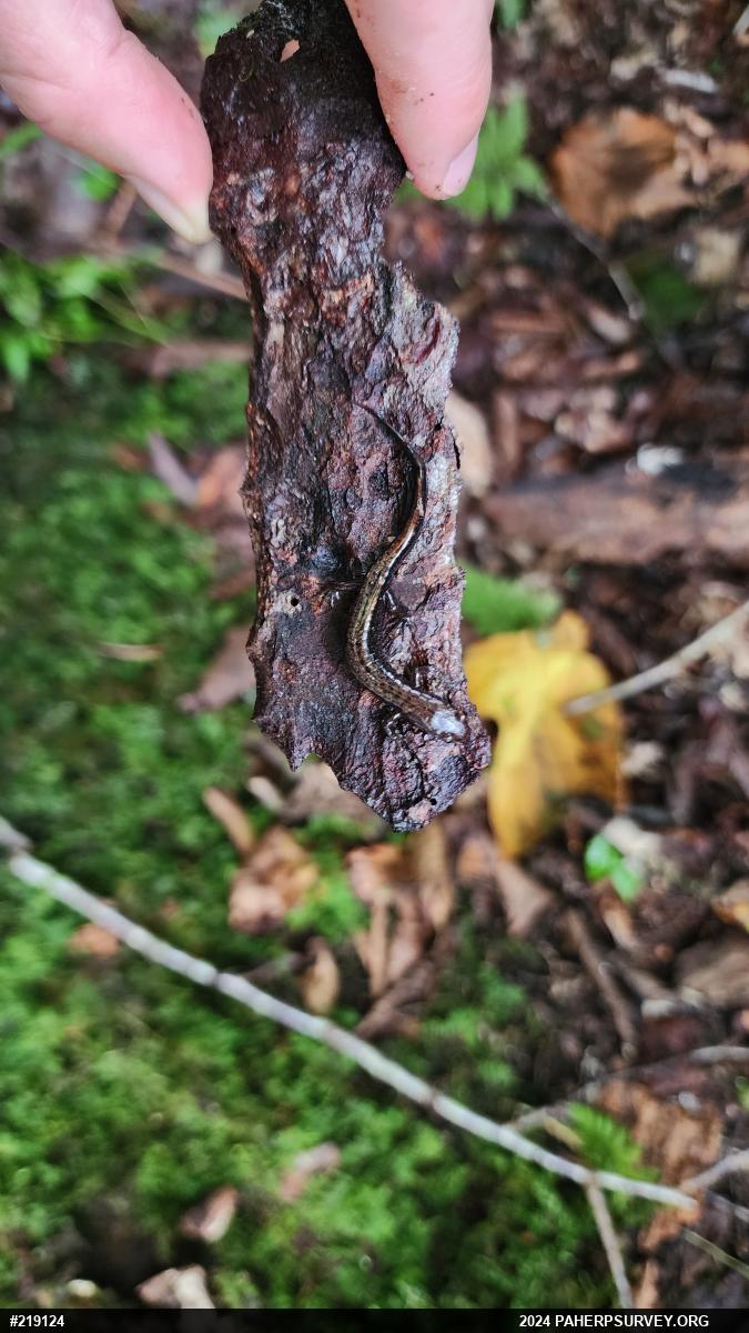 Allegheny Mountain Dusky Salamander