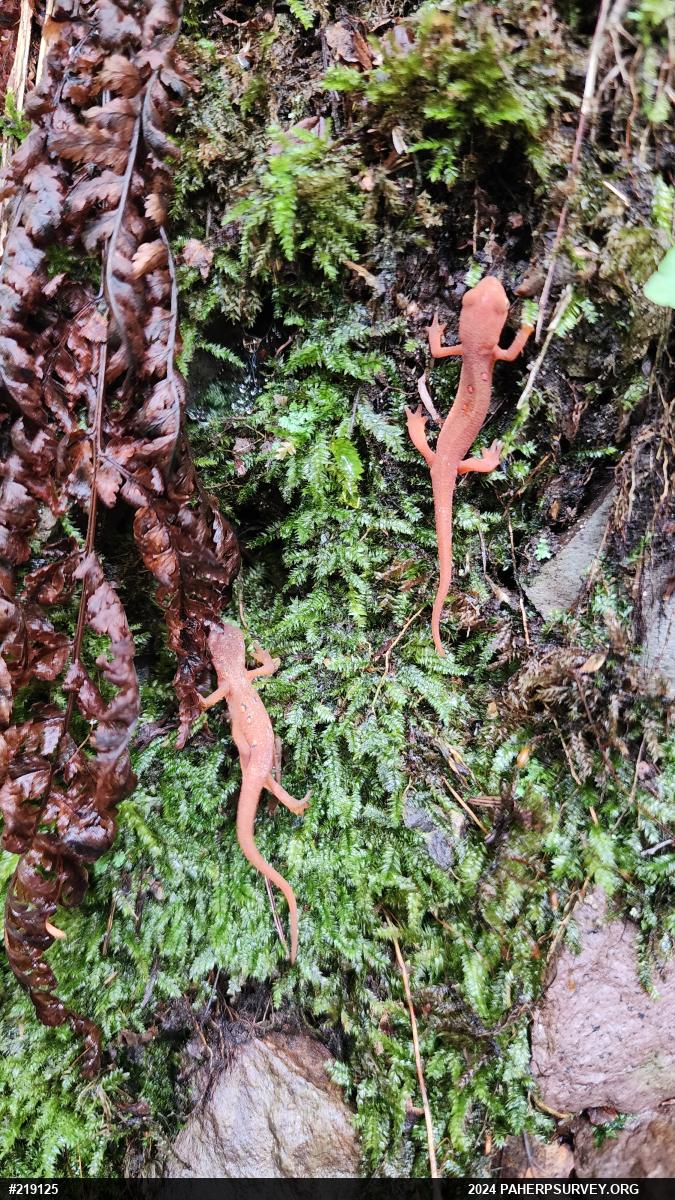Red-spotted Newt