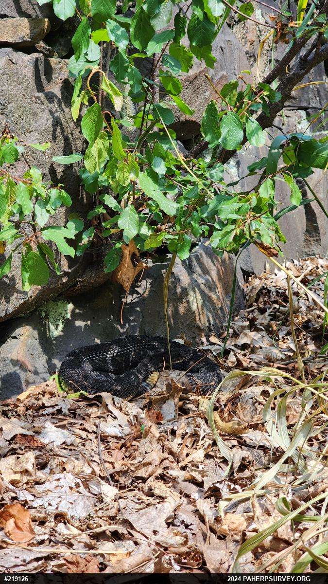 Timber Rattlesnake