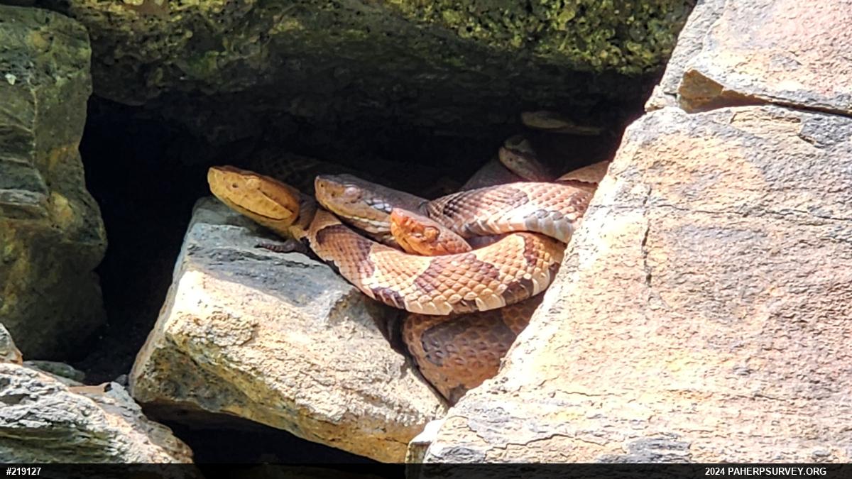 Northern Copperhead