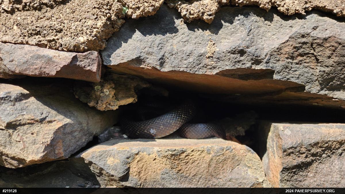 Eastern Ratsnake