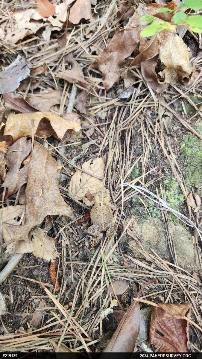 Eastern American Toad