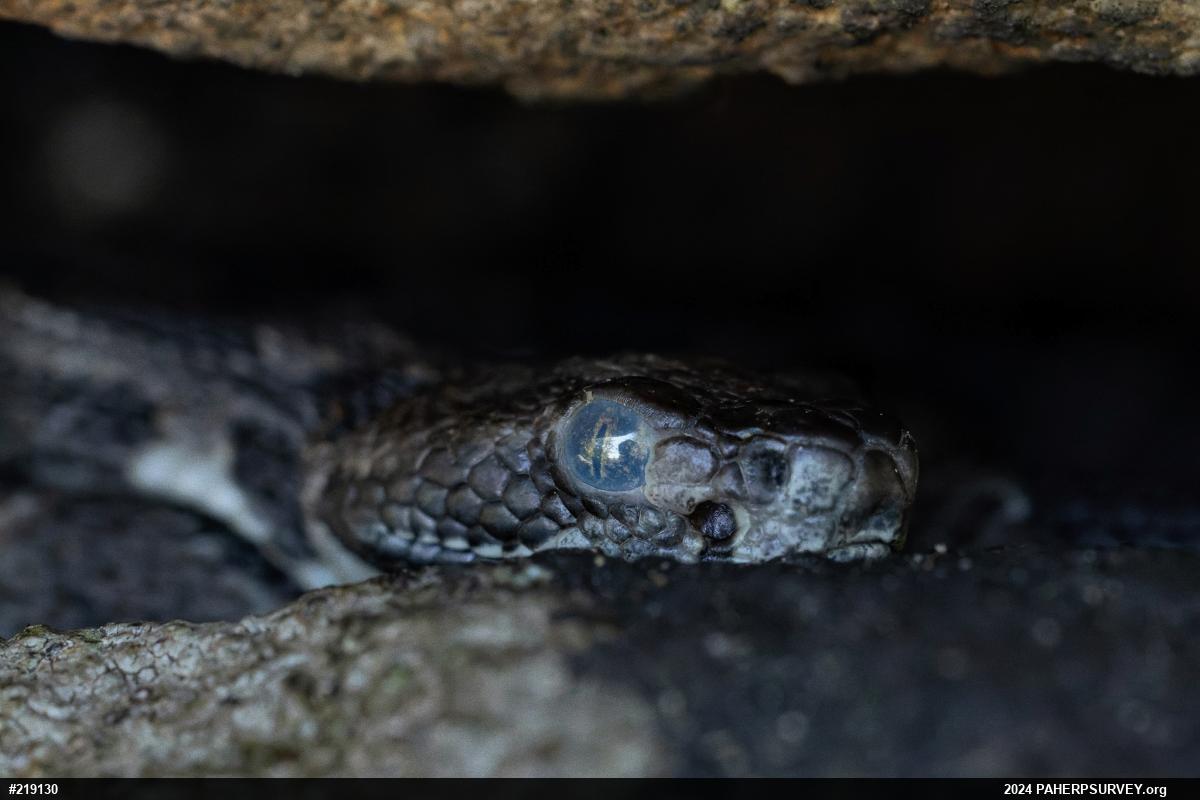 Timber Rattlesnake