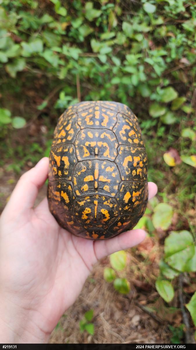 Eastern Box Turtle
