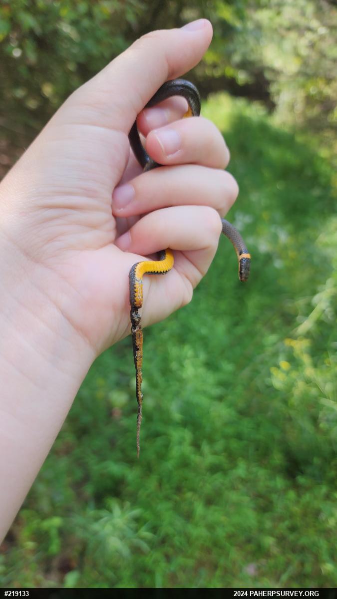Northern Ring-necked Snake