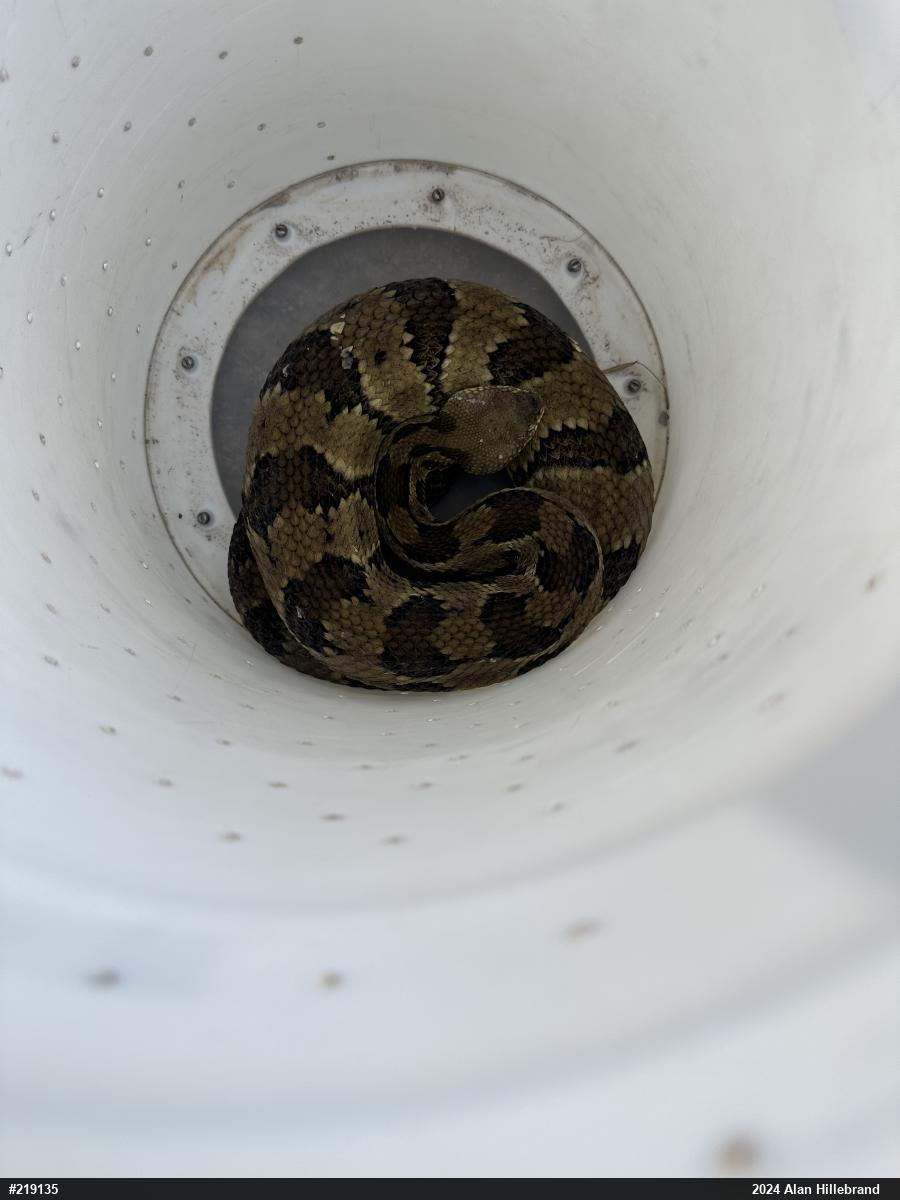 Timber Rattlesnake