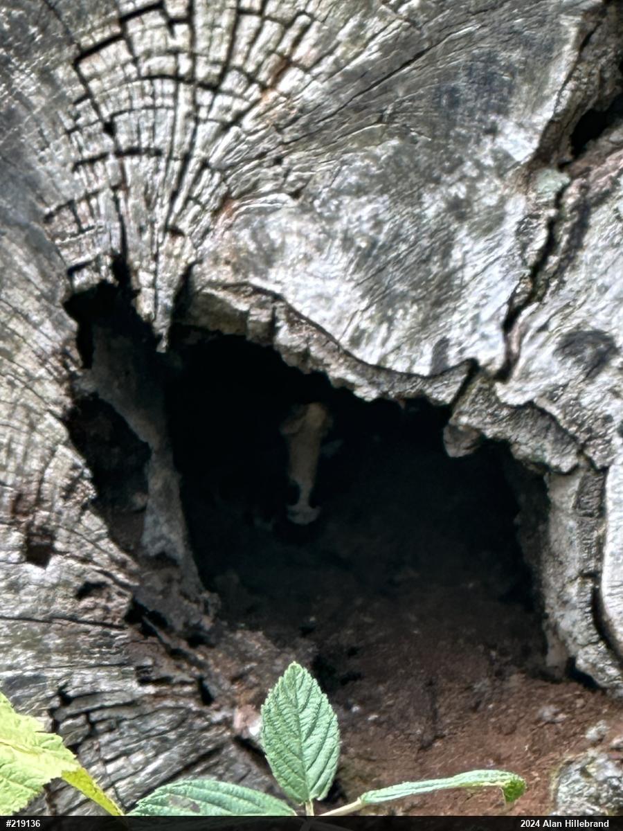 Northern Copperhead