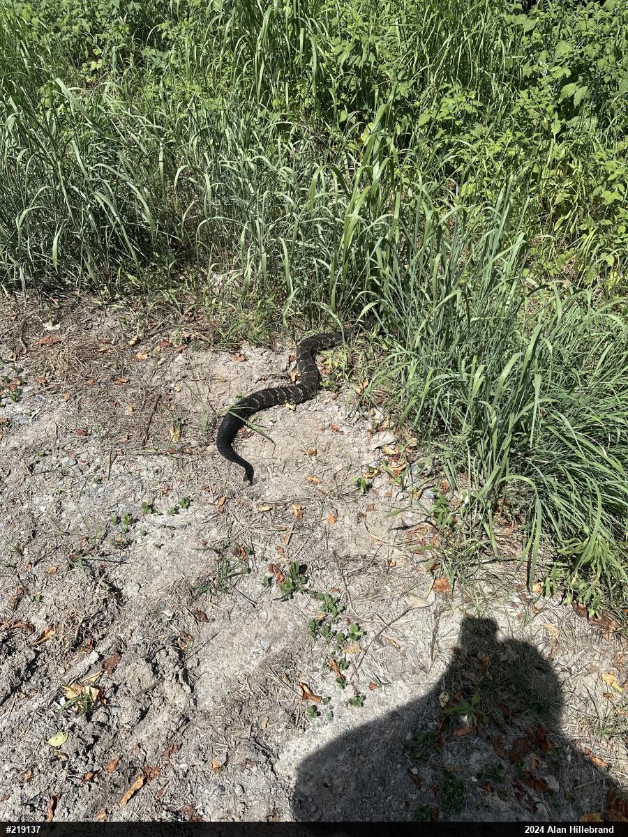 Timber Rattlesnake