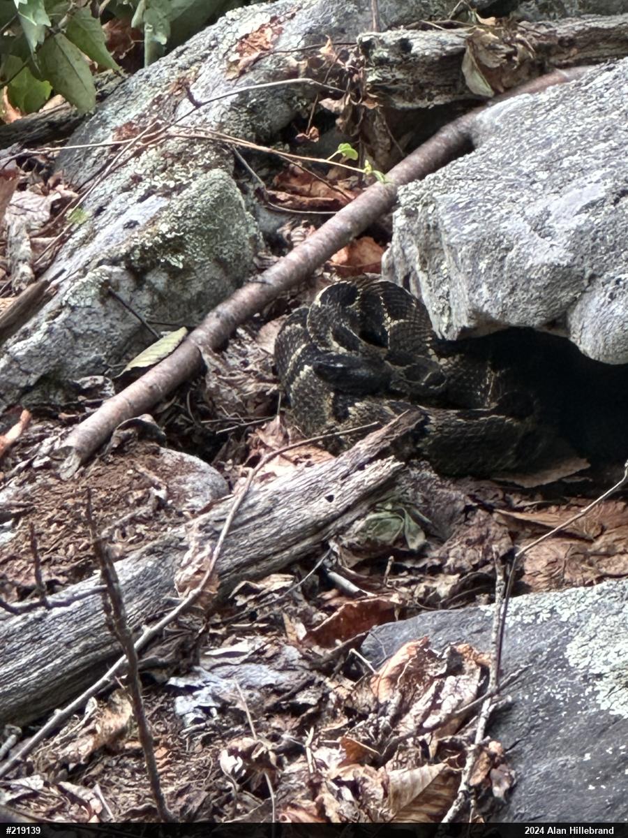 Timber Rattlesnake
