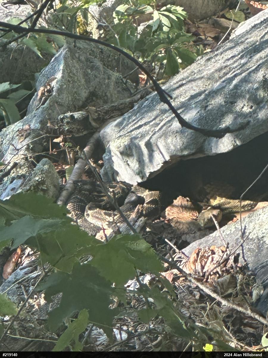 Timber Rattlesnake