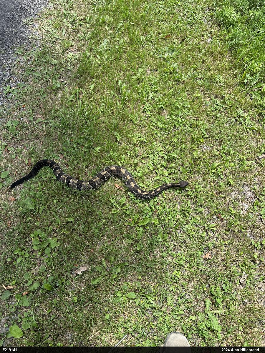 Timber Rattlesnake