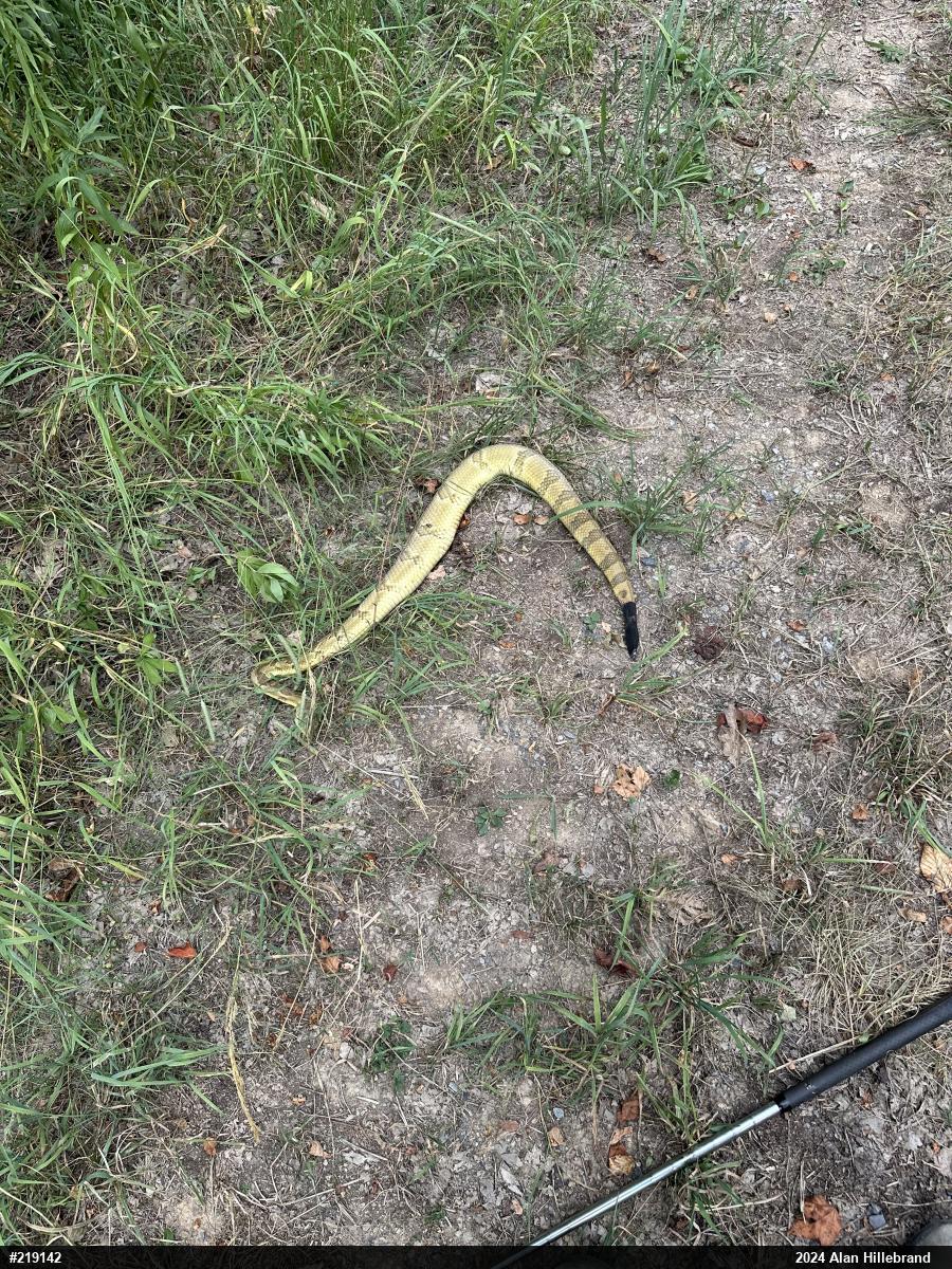 Timber Rattlesnake