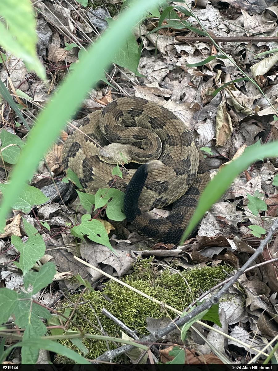 Timber Rattlesnake