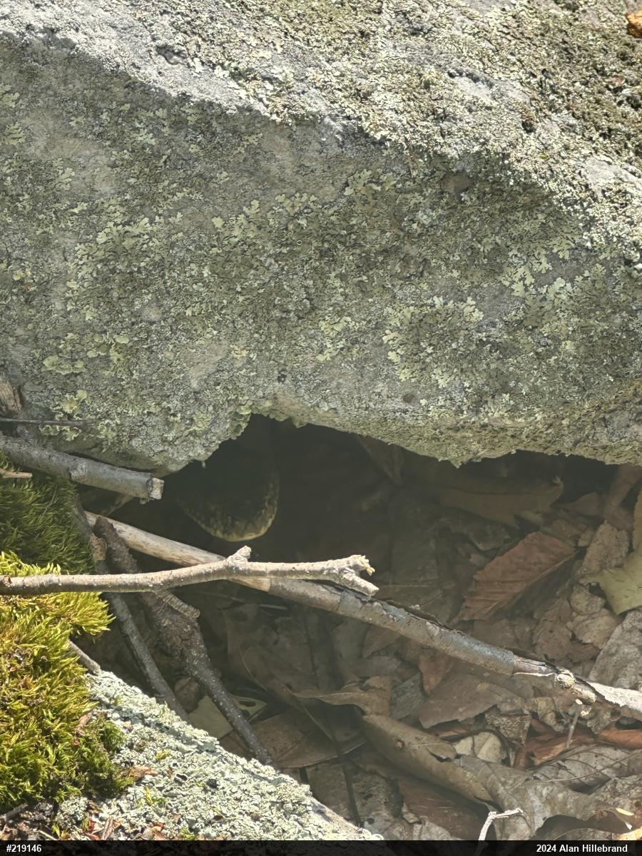 Timber Rattlesnake