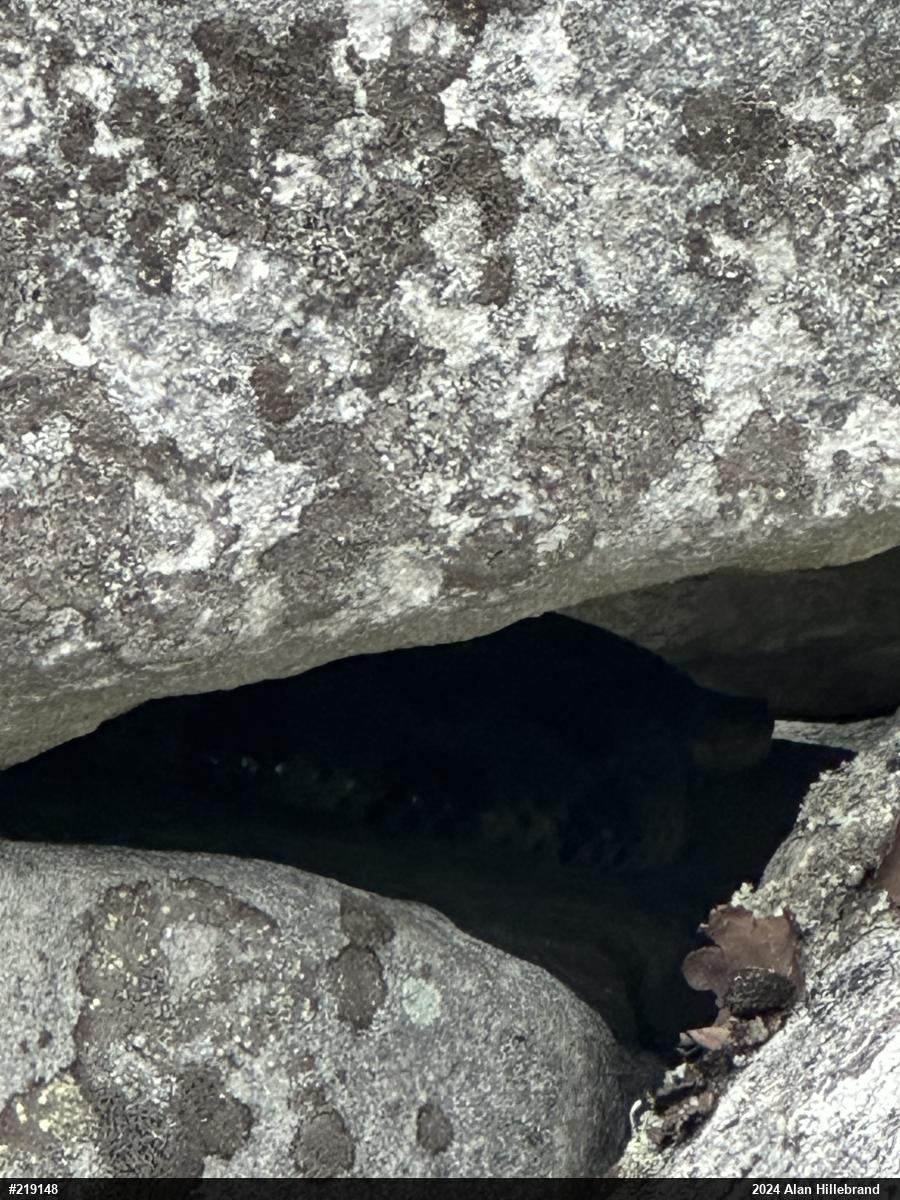 Timber Rattlesnake
