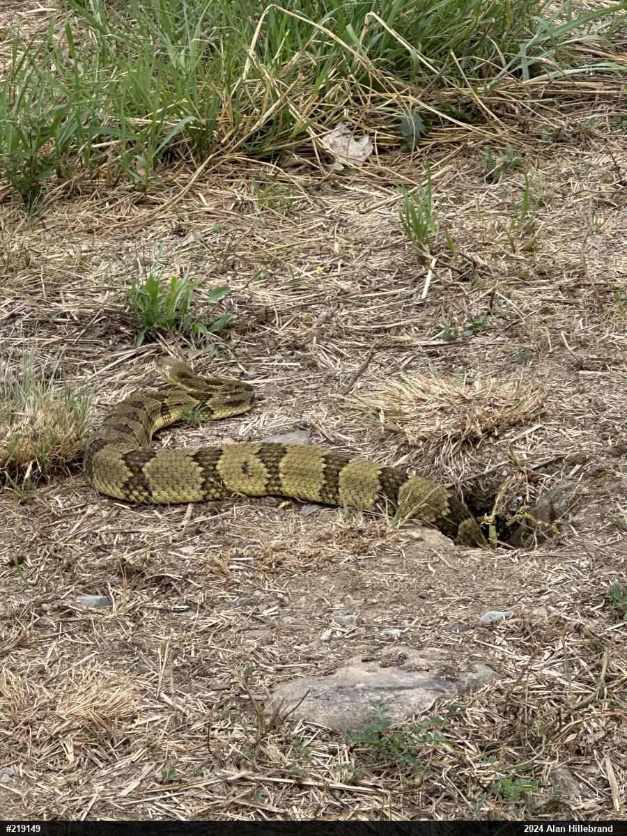 Timber Rattlesnake