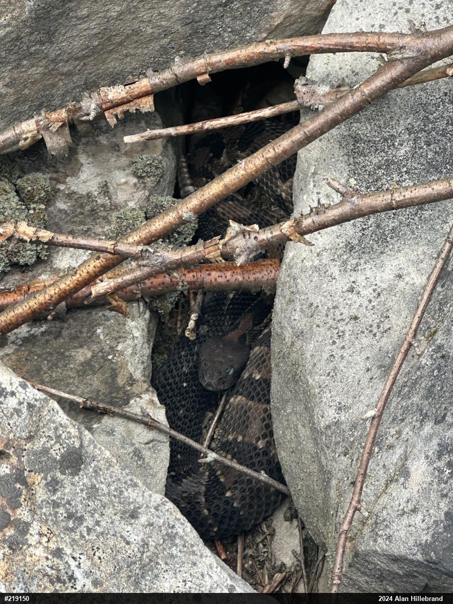 Timber Rattlesnake