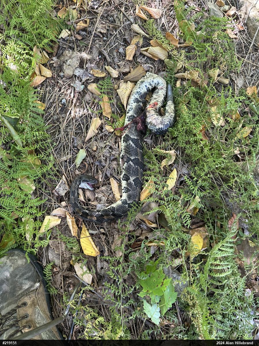 Timber Rattlesnake