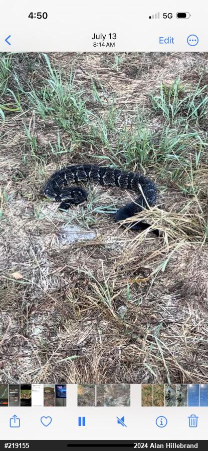 Timber Rattlesnake