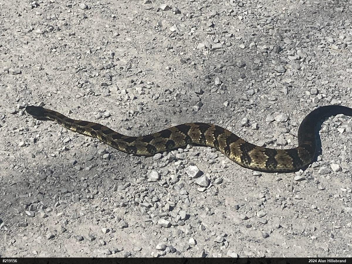 Timber Rattlesnake