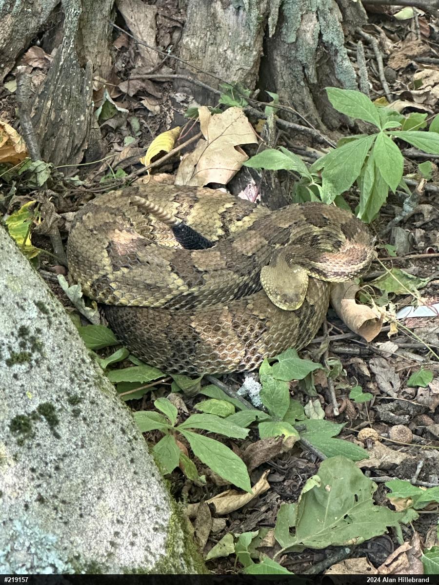 Timber Rattlesnake