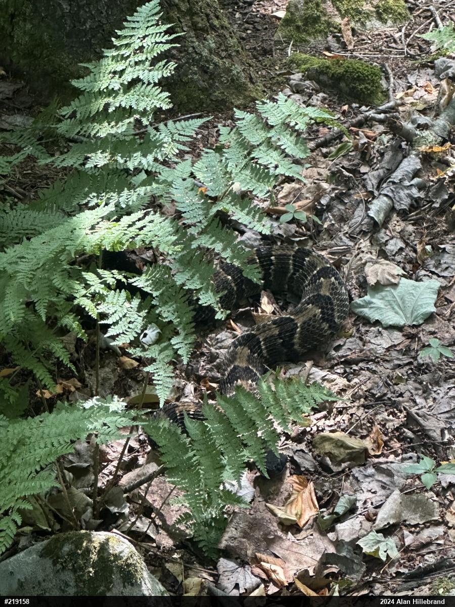 Timber Rattlesnake