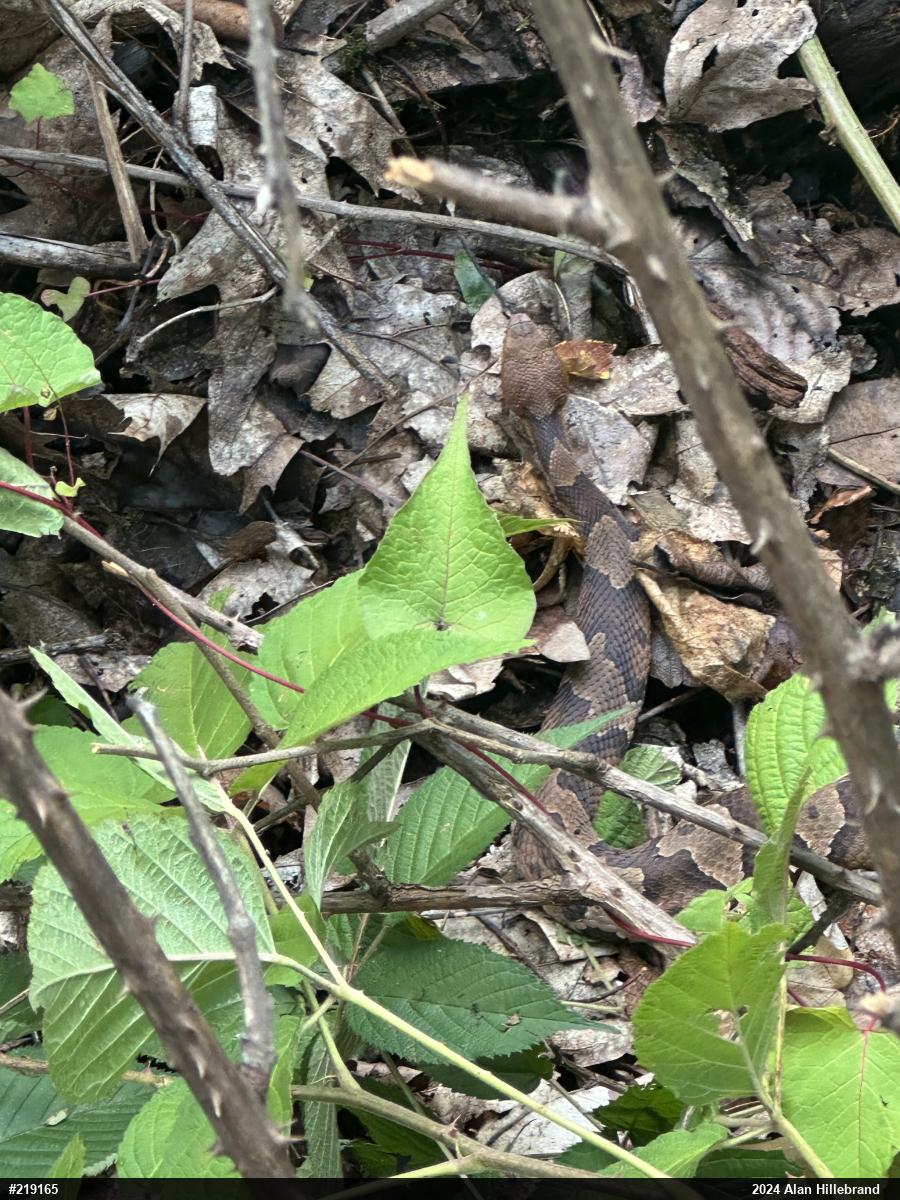 Northern Copperhead