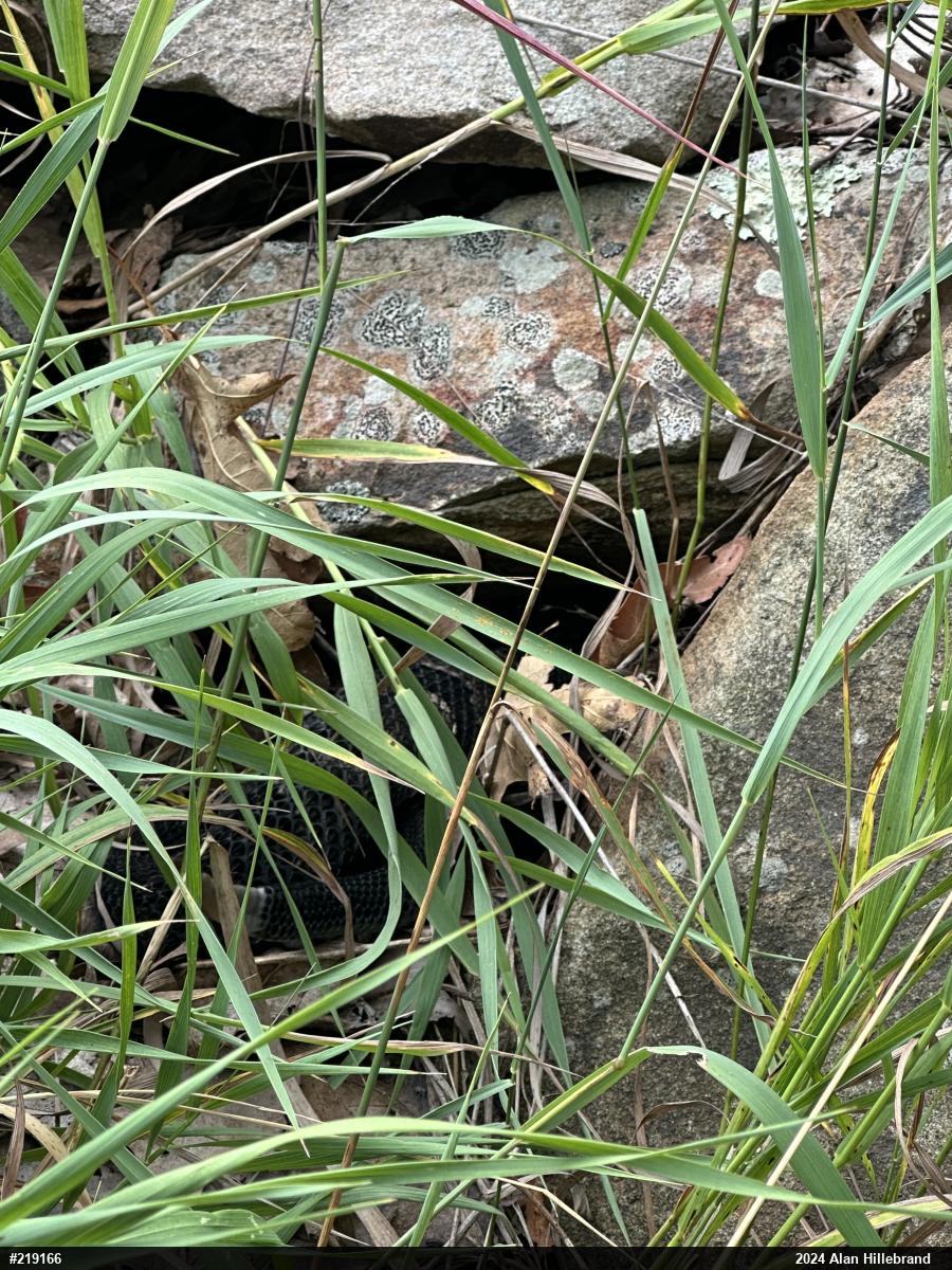 Timber Rattlesnake