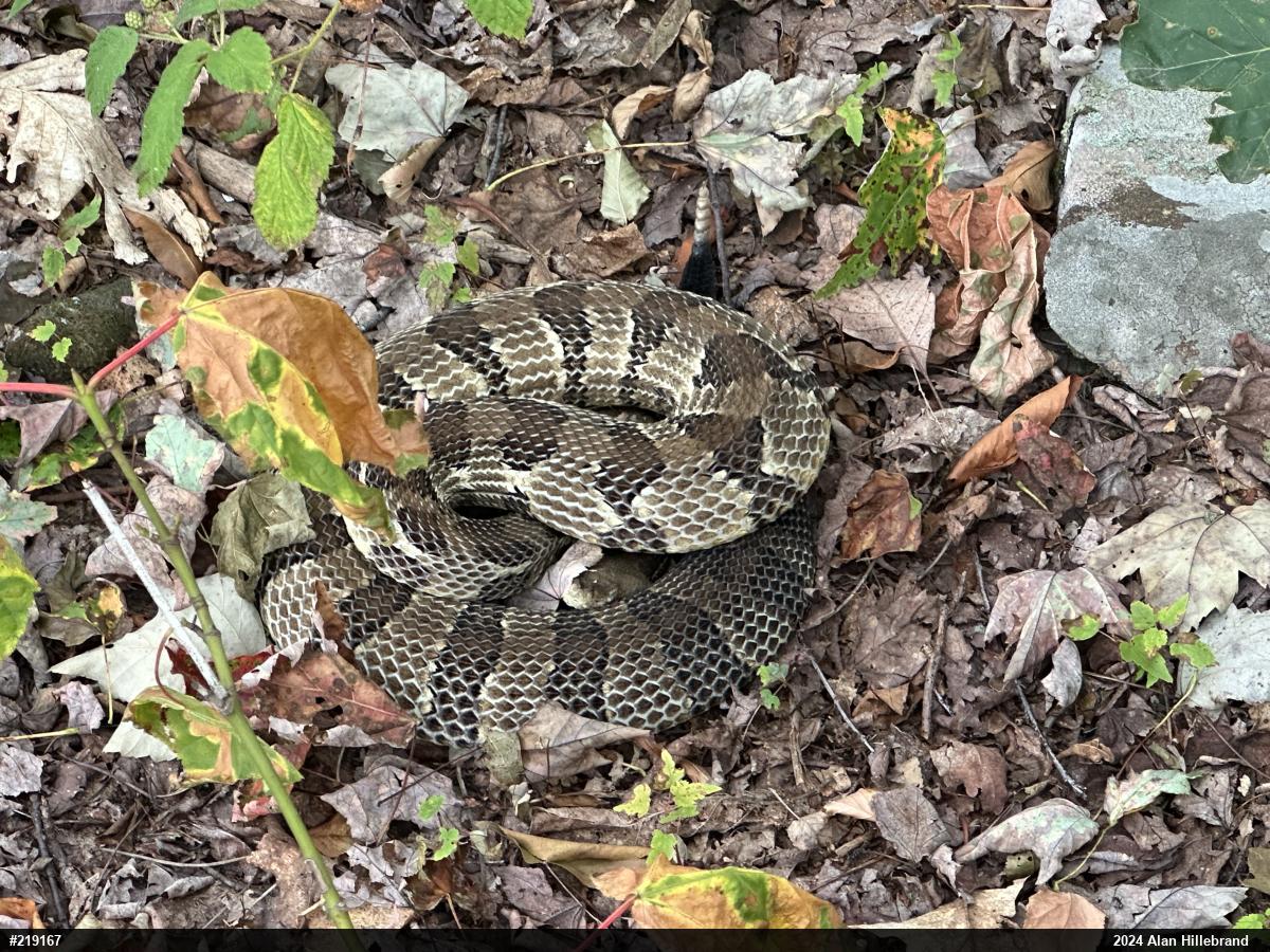 Timber Rattlesnake