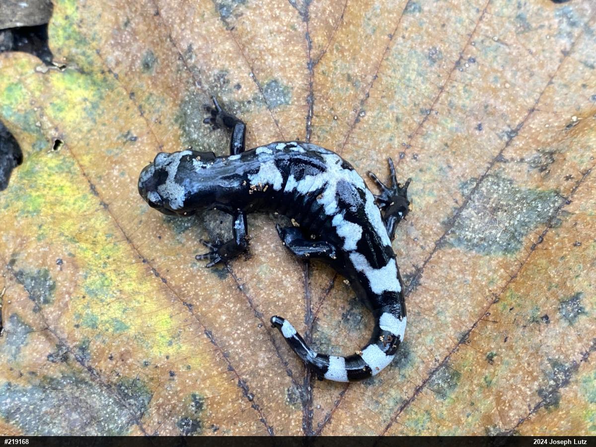 Marbled Salamander