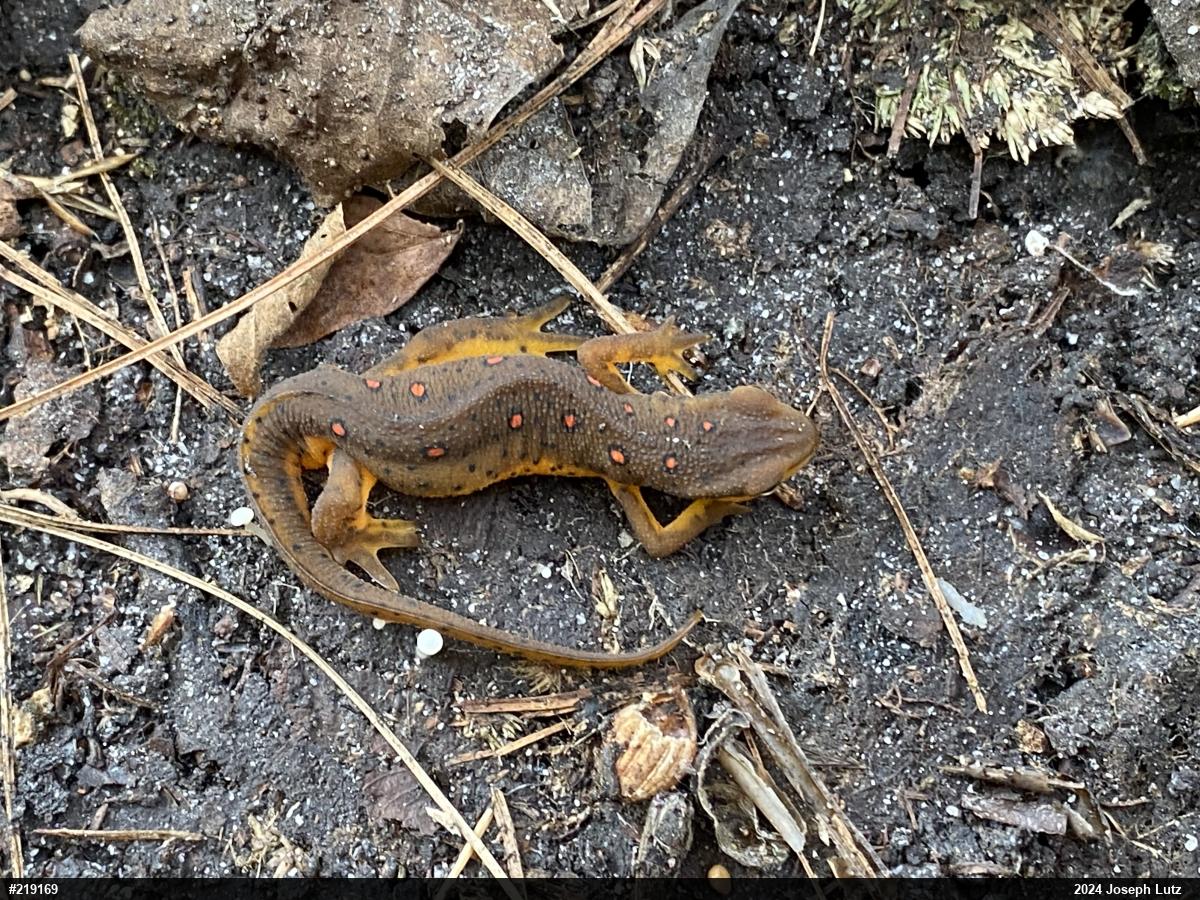 Red-spotted Newt