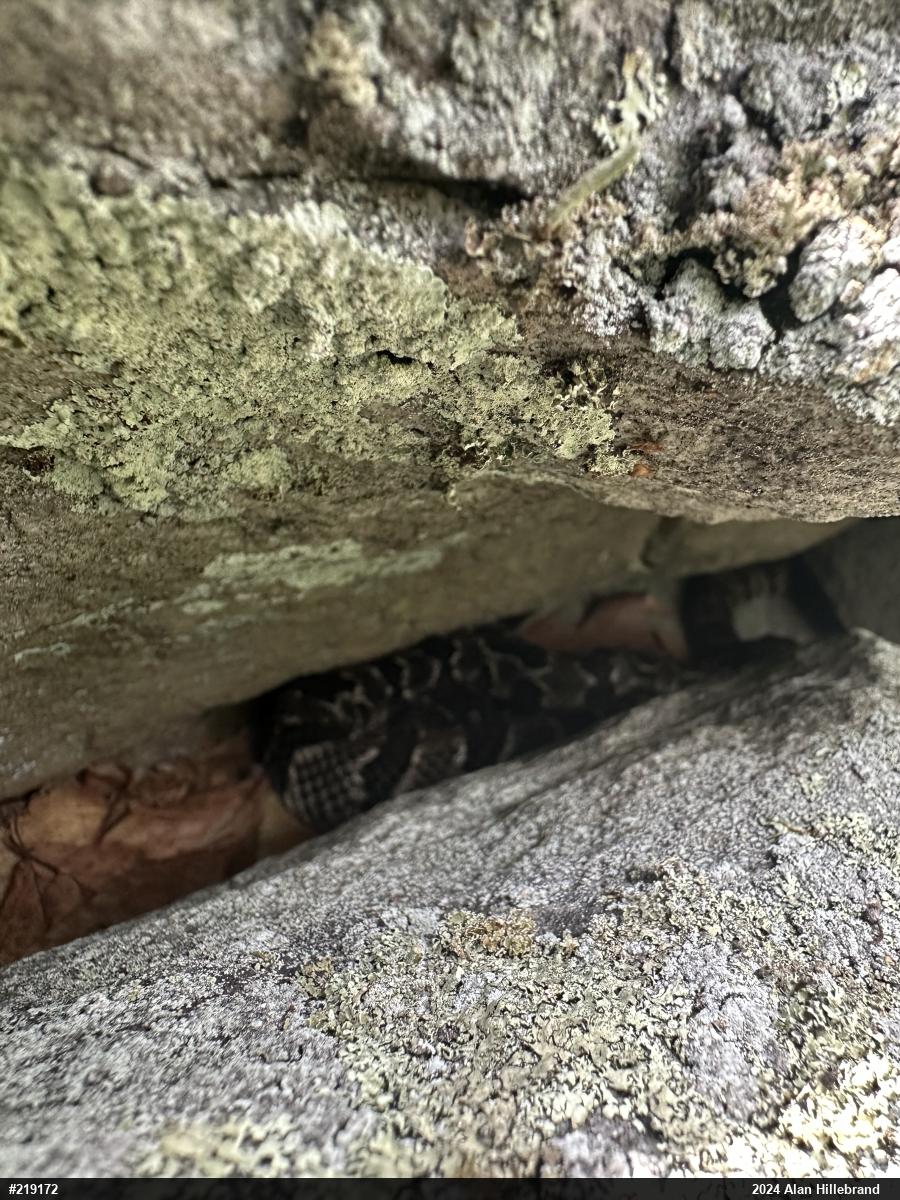 Timber Rattlesnake