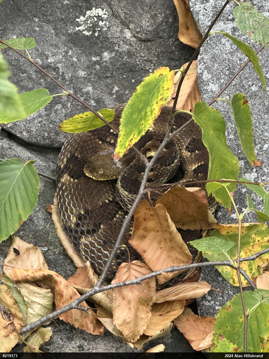 Timber Rattlesnake