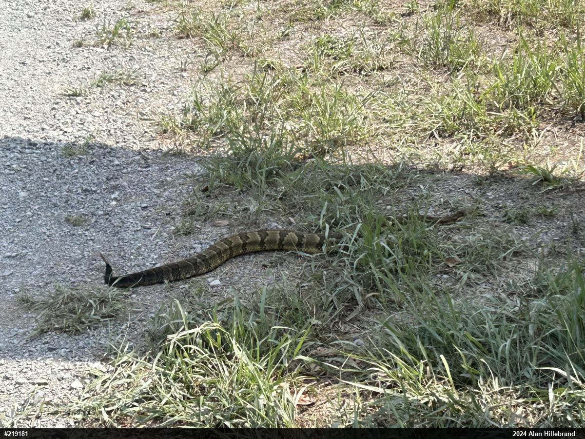 Timber Rattlesnake