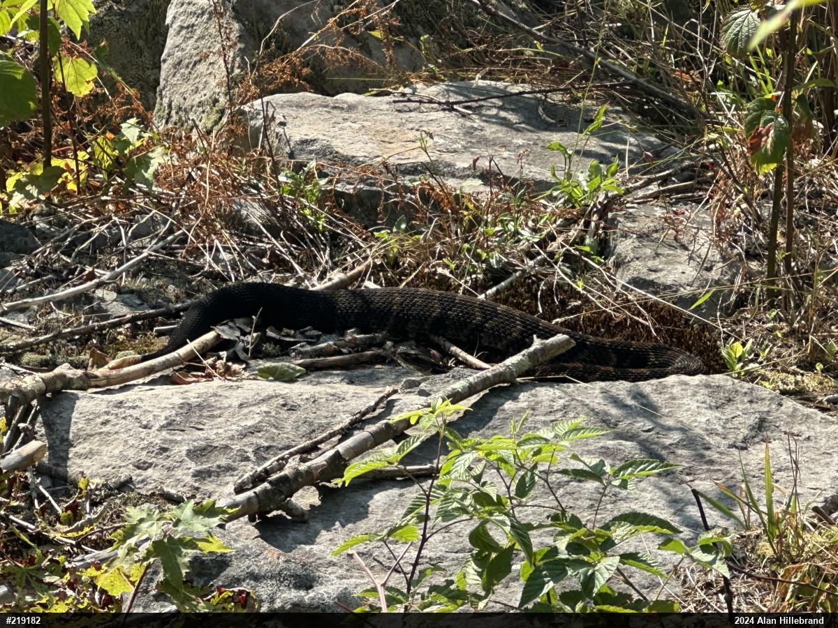Timber Rattlesnake