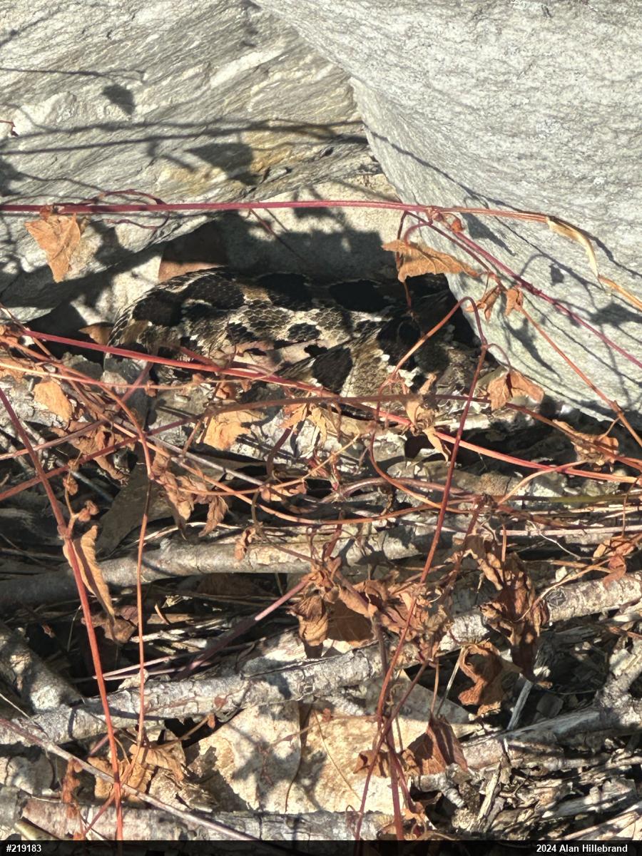 Timber Rattlesnake