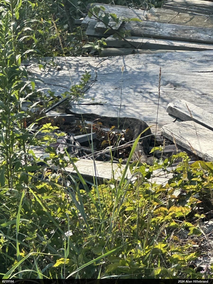 Timber Rattlesnake